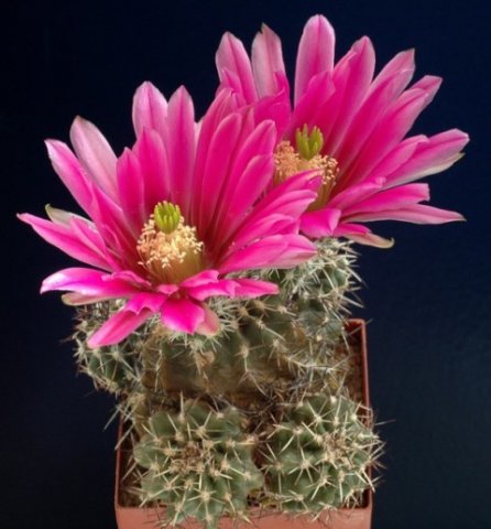 Echinocereus_fendleri